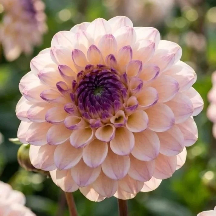 Wine Eyed Jill Dahlia Tuber