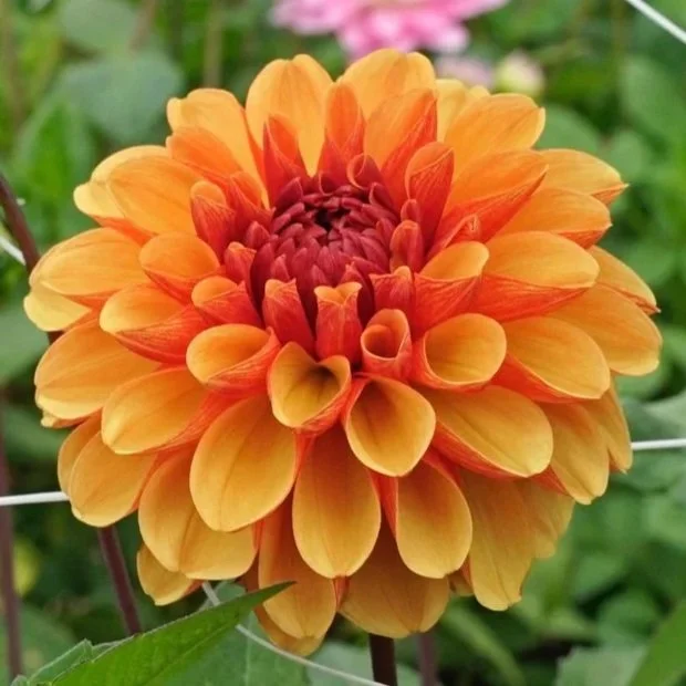 Piako Botanicals Dahlia Tuber - American Sunset