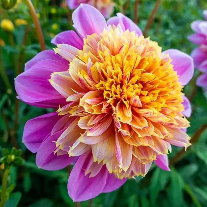 Lifestyle Dahlia Tuber
