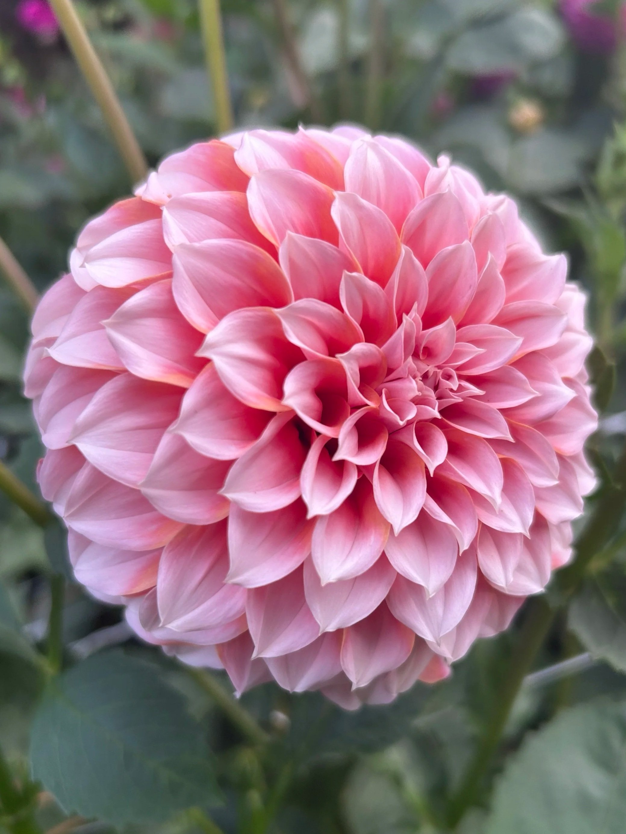 Peaches n’ Cream Dahlia Tuber