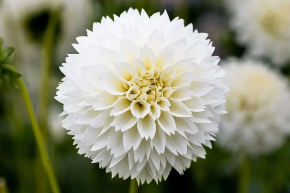 Myama Dahlia Tuber