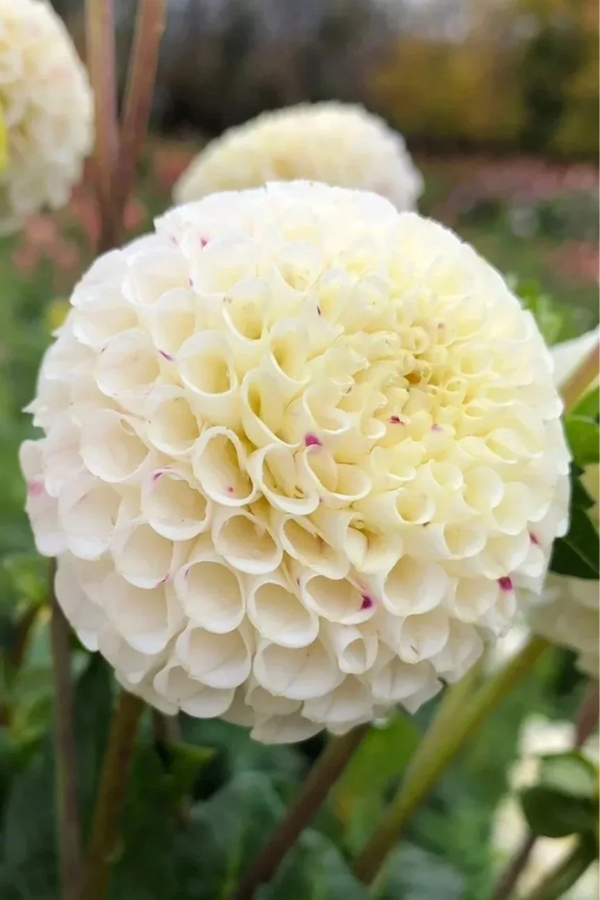 Small World Dahlia Tuber