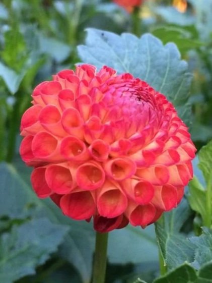 Irish Glow Dahlia Tuber