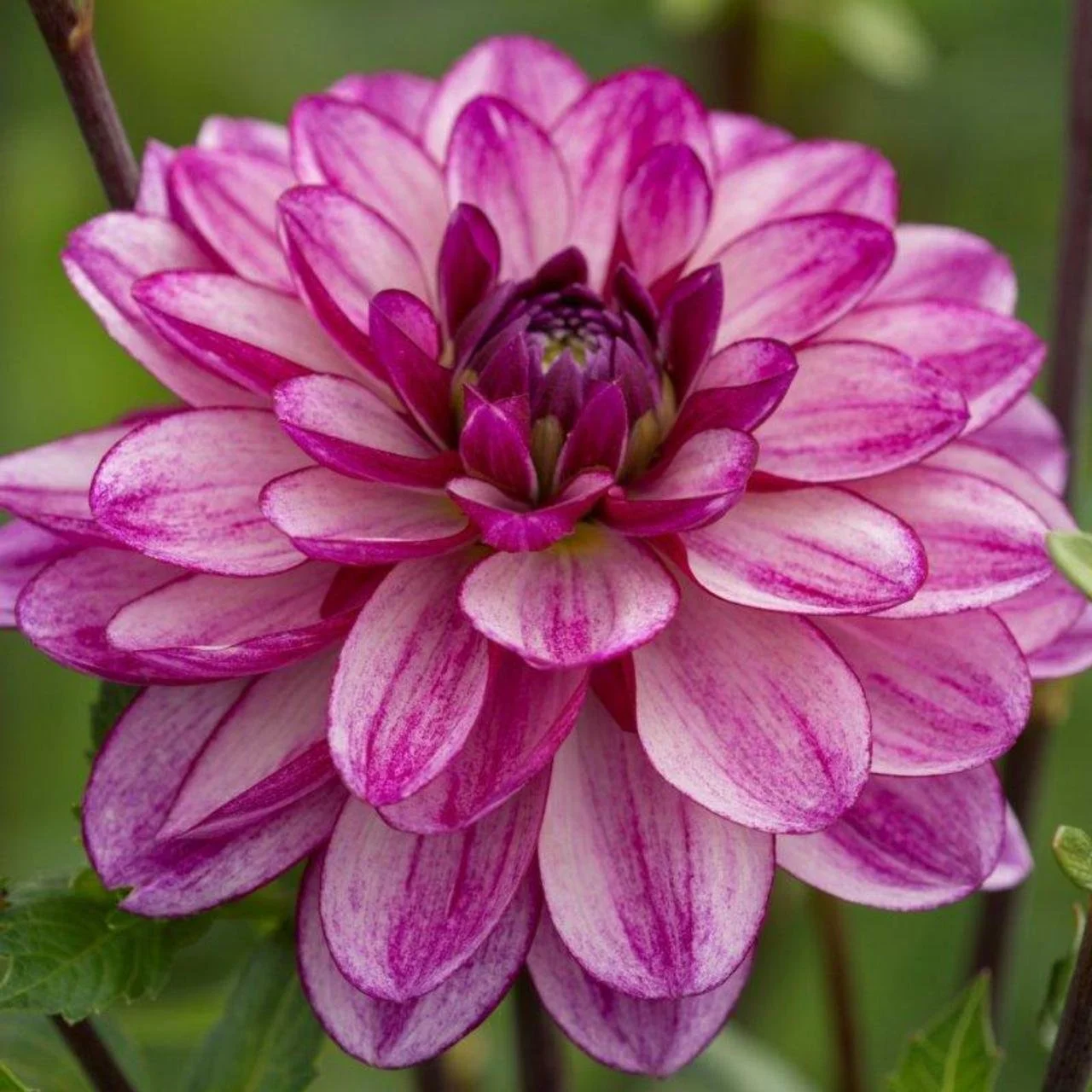Seduction Dahlia Tuber