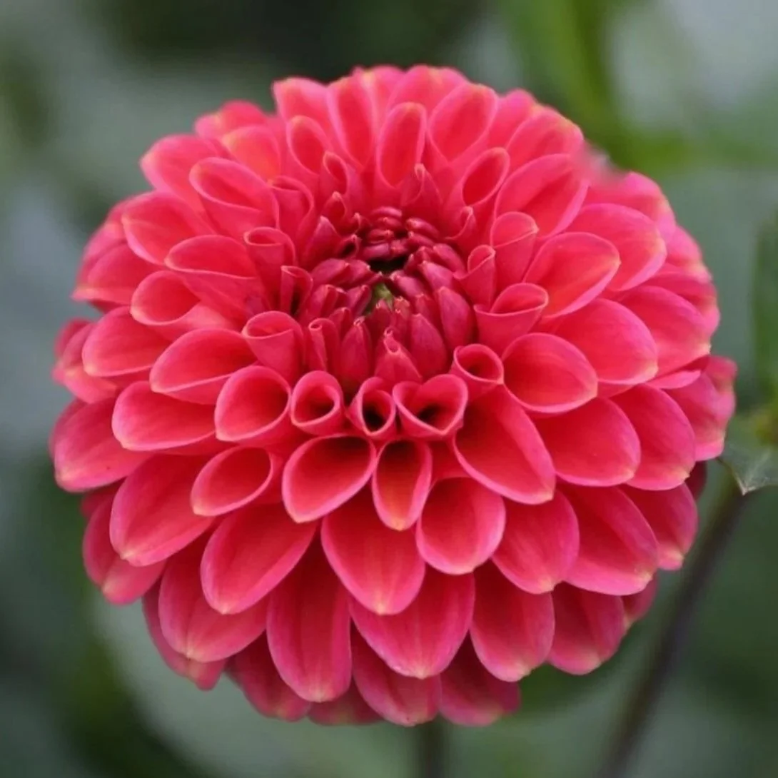 Zundert Mystery Fox Dahlia Tuber