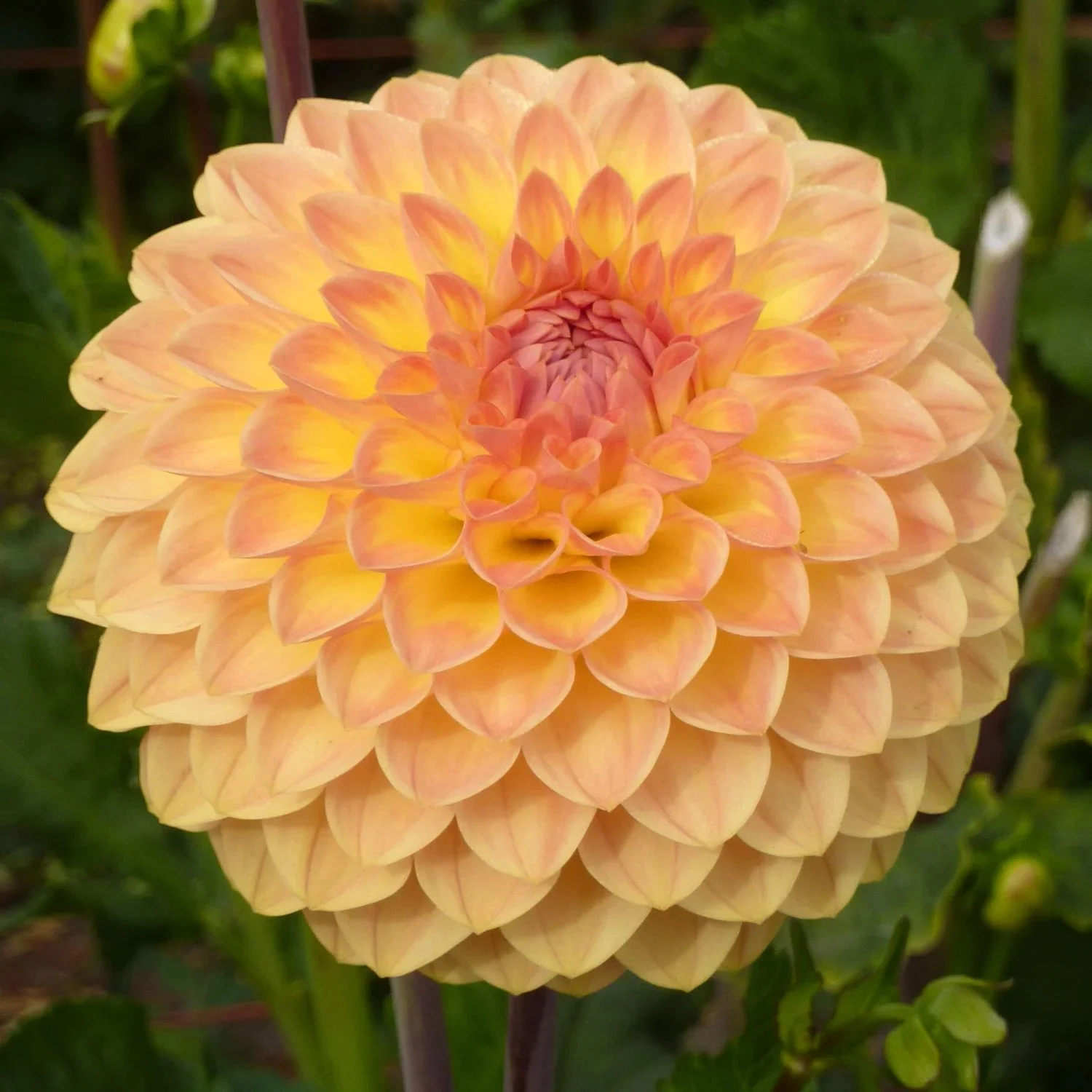 Blyton Softer Gleam Dahlia Tuber