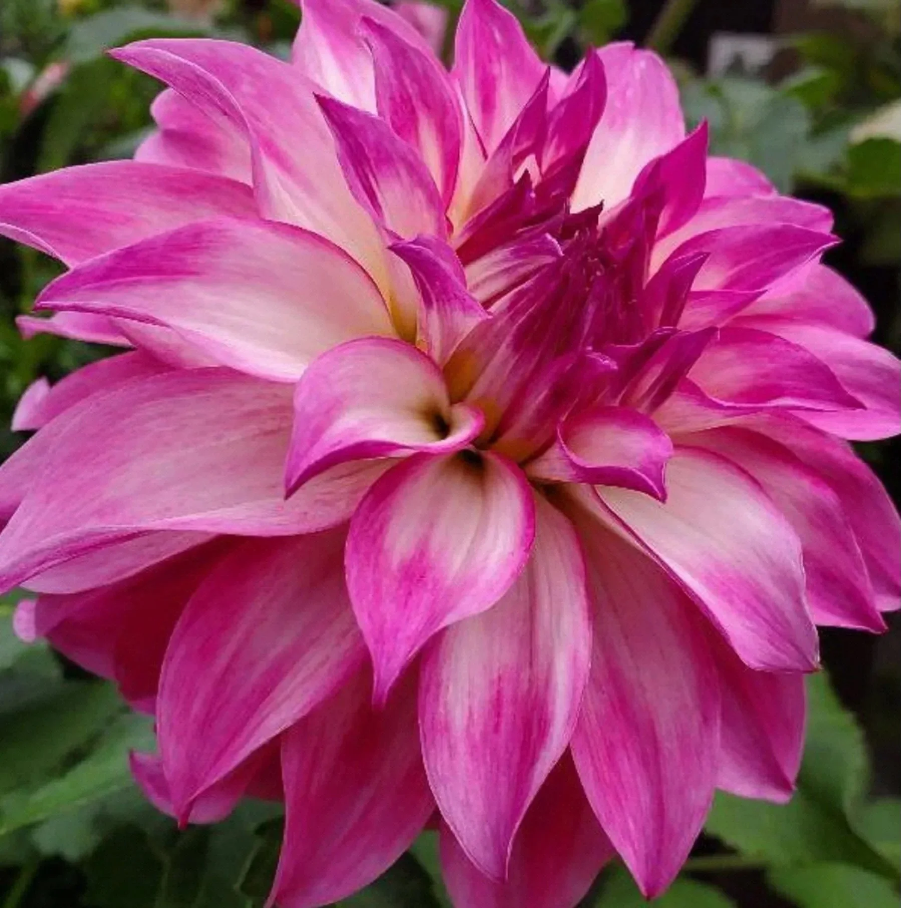 Colorado Classic Dahlia Tuber