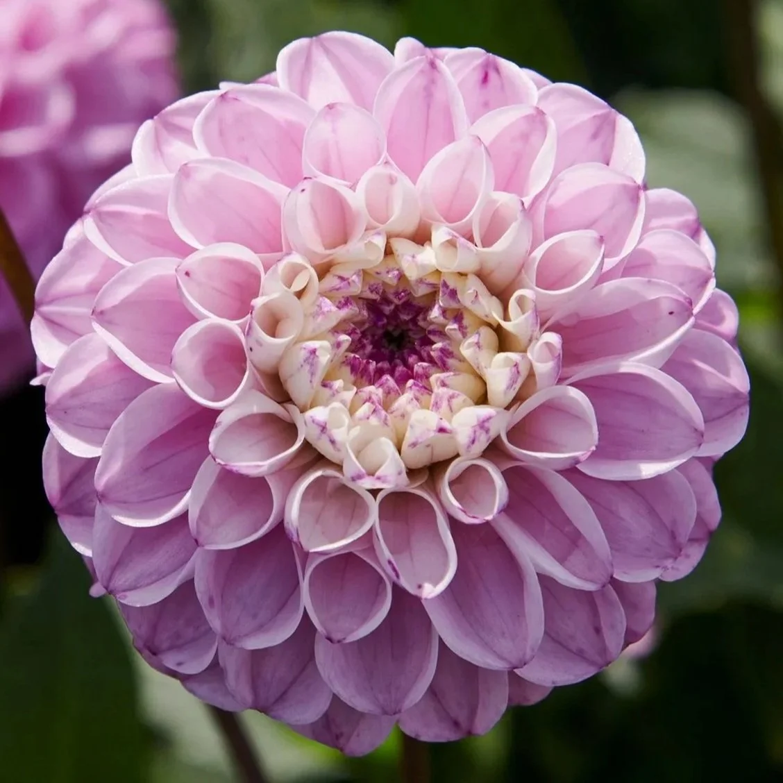 Genova Dahlia Tuber