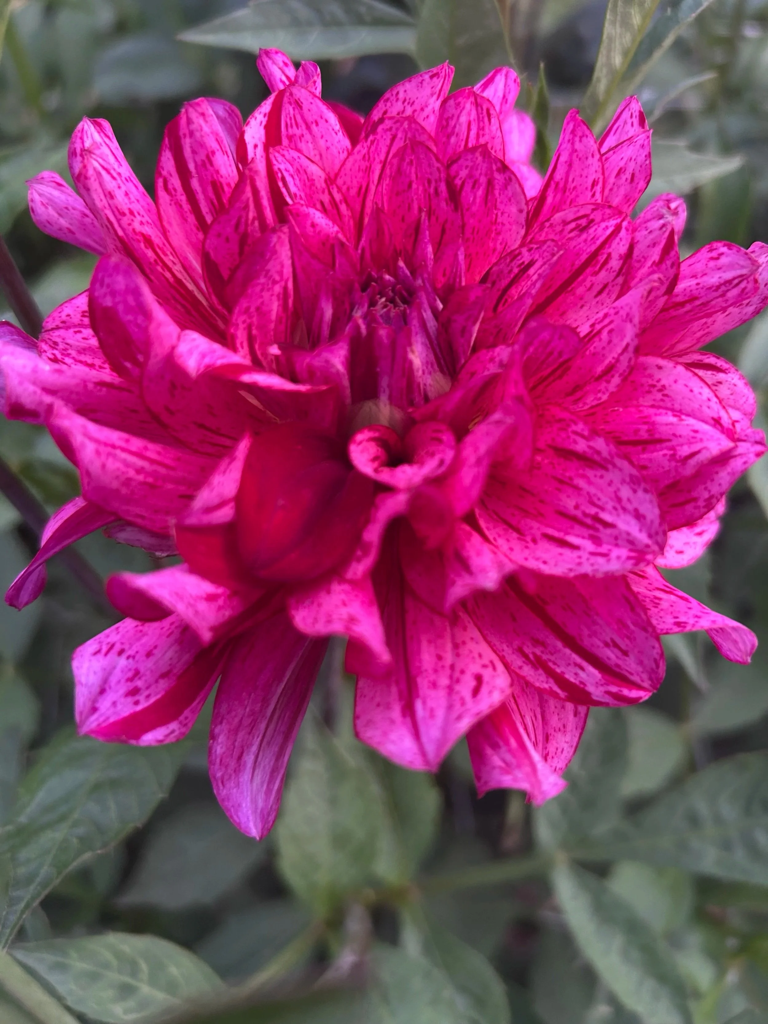 Mingus Toni Dahlia Tuber