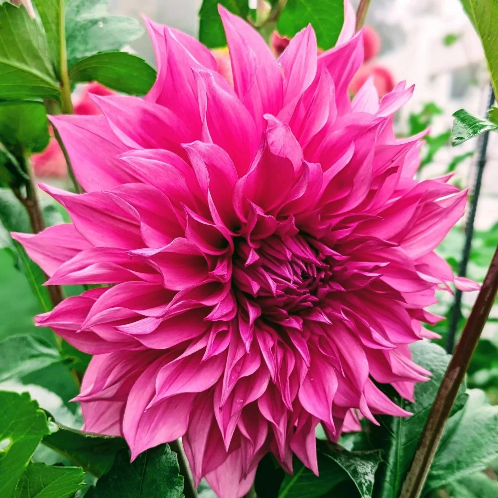 Café au Lait Rose Dahlia Tuber