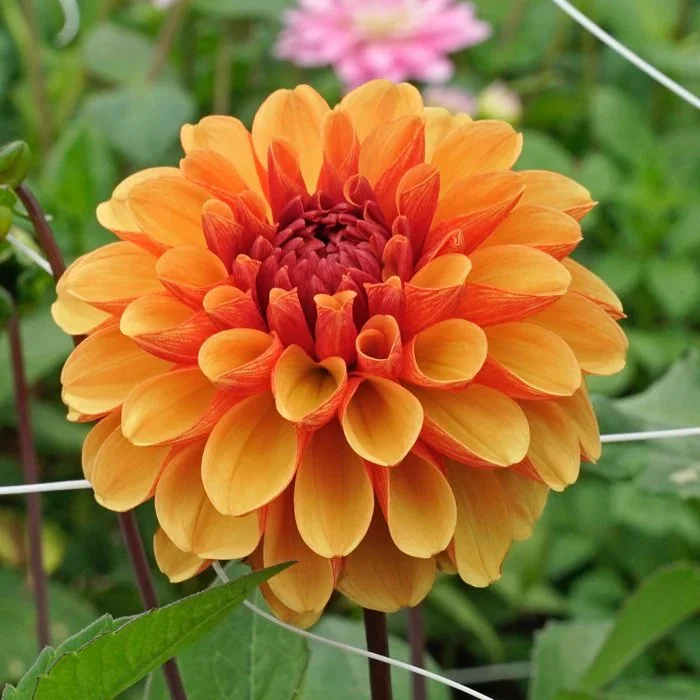 American Sunset Dahlia Tuber