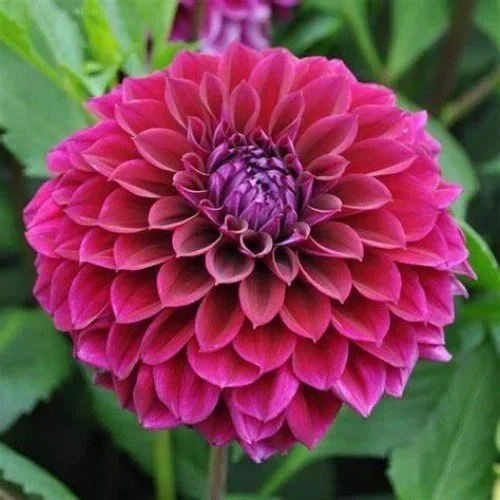 Diva Dahlia Tuber