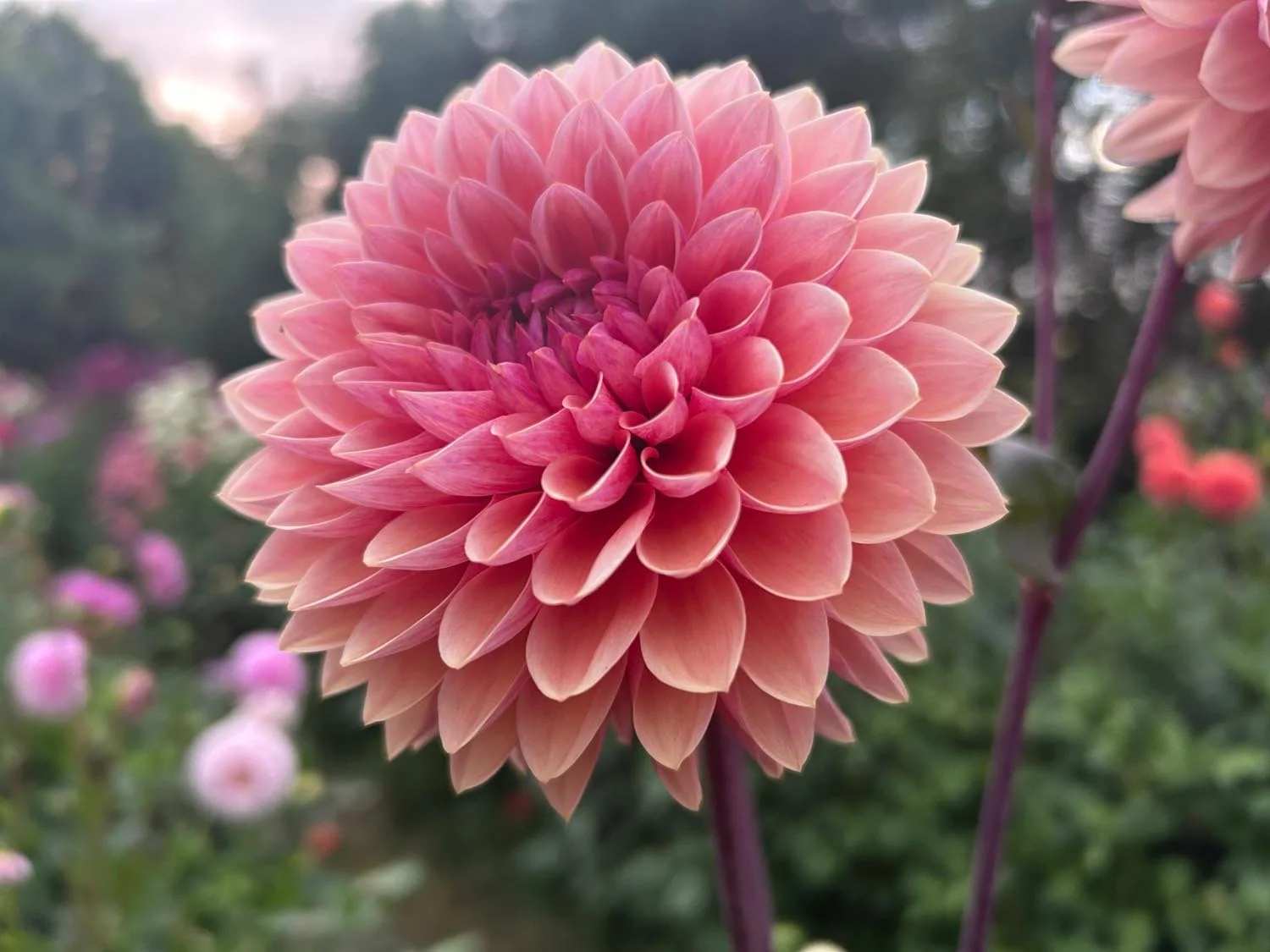 Sweet Sanne Dahlia Tuber