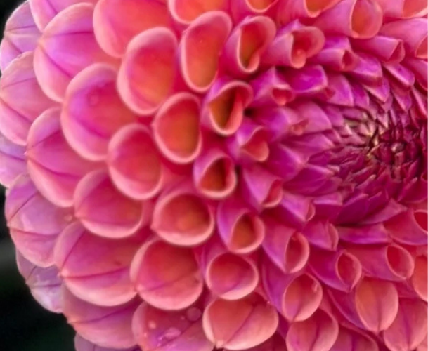Close-up of a pink dahlia flower with layered petals.