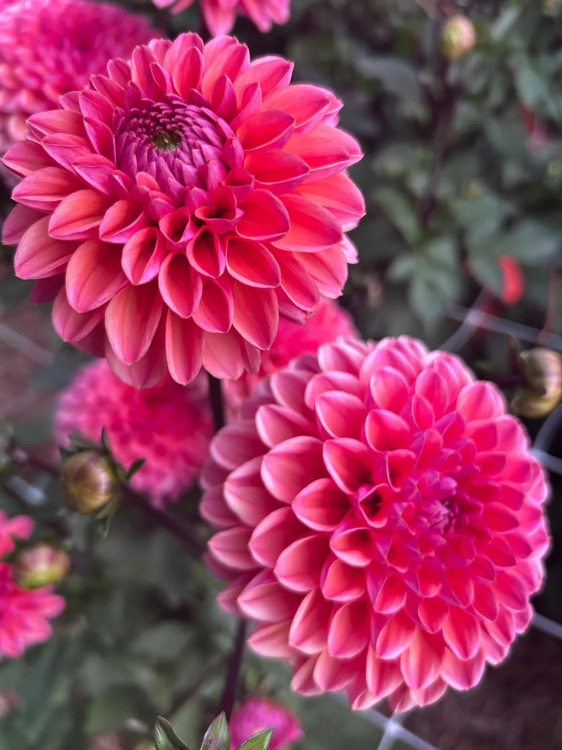 Daisy Duke Dahlia Tuber