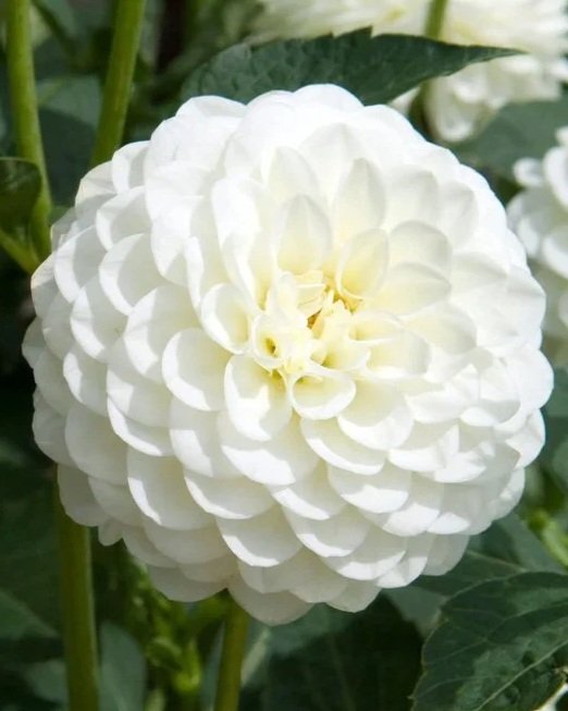 White Aster Dahlia Tuber