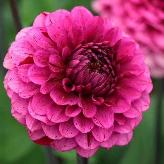 Laughing Lizzy Dahlia Tuber