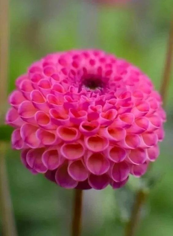 Burlesca Dahlia Tuber