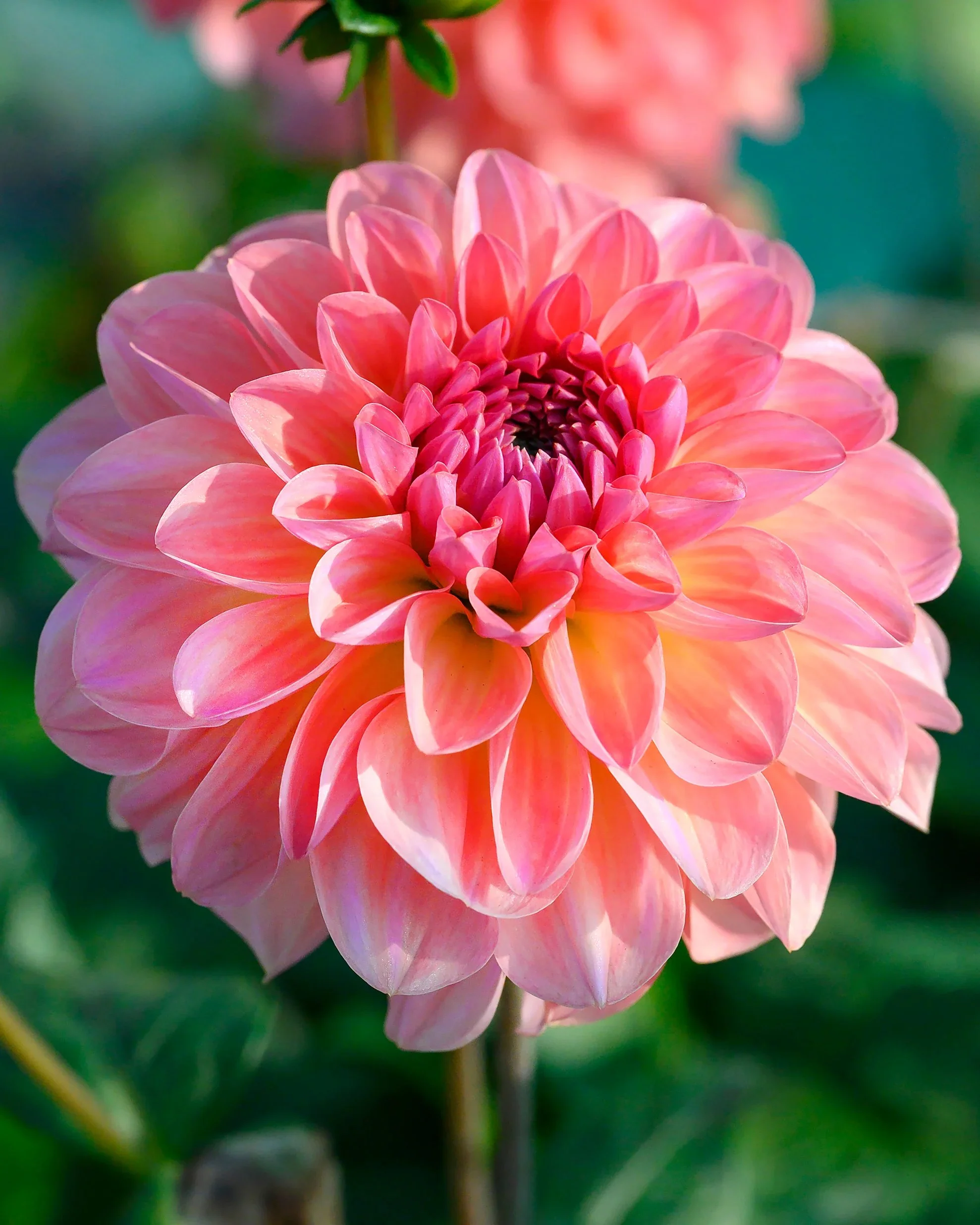 Sebastian Dahlia Tuber