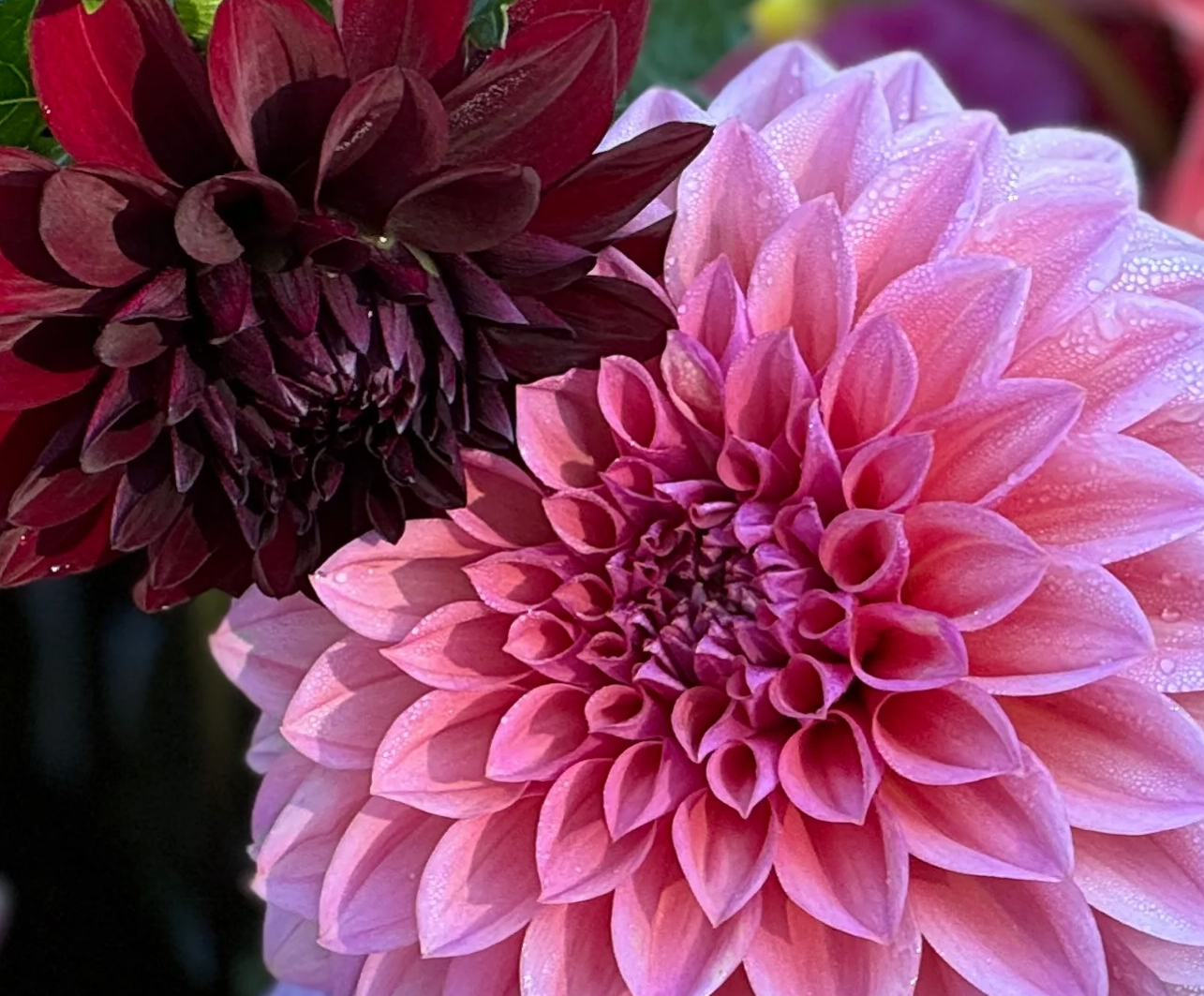 Buy dahlia cut flowers hamilton