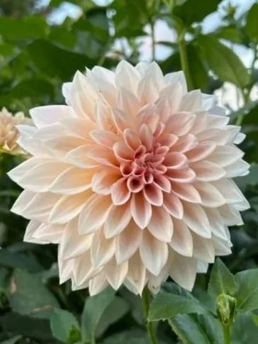 Café au Lait Mini Dahlia Tuber
