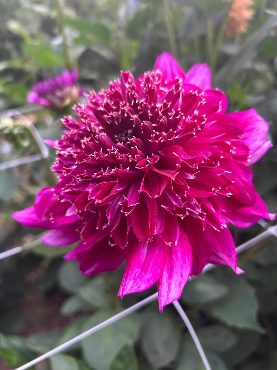 Richard’s Fortune Dahlia Tuber