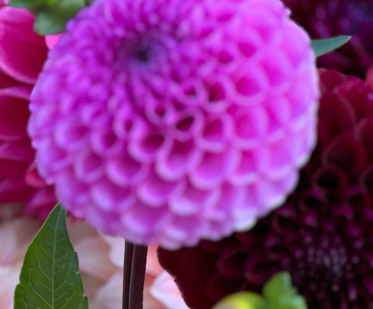 Stunning dahlia mail order