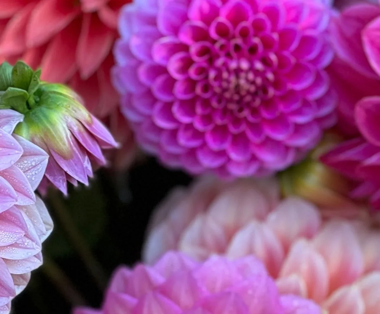 Buy dahlias in new zealand