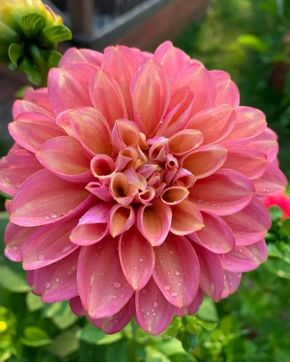Milena Fleur Dahlia Tuber