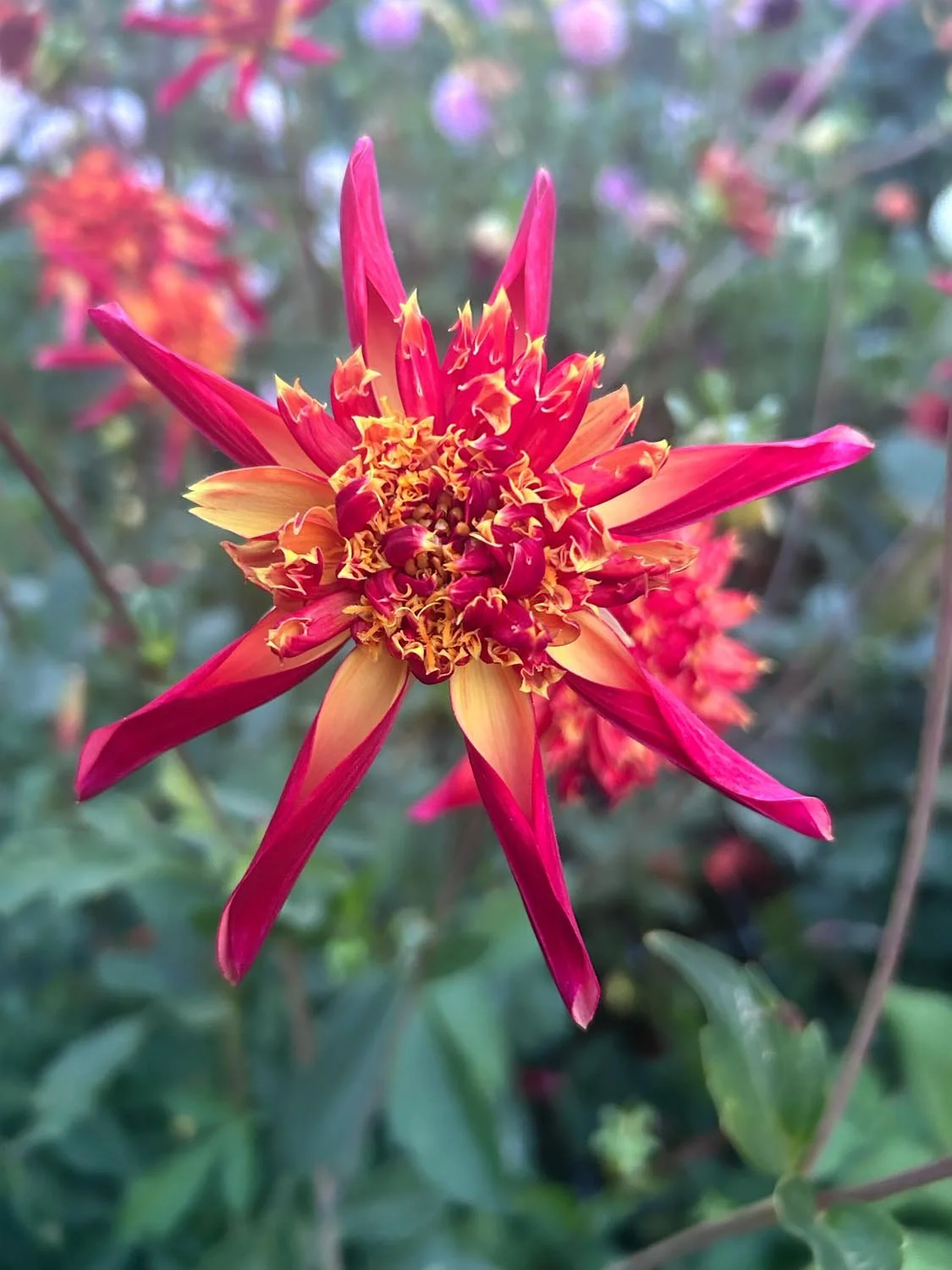Octopus Sparkle Dahlia Tuber