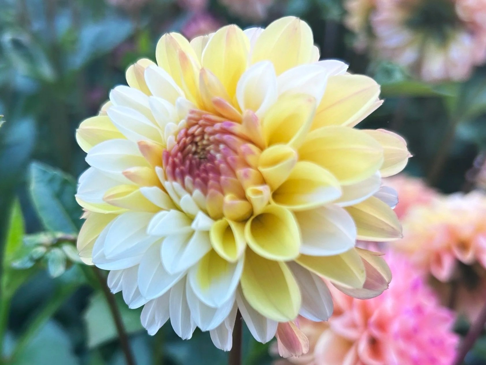 Double Jill Dahlia Tuber