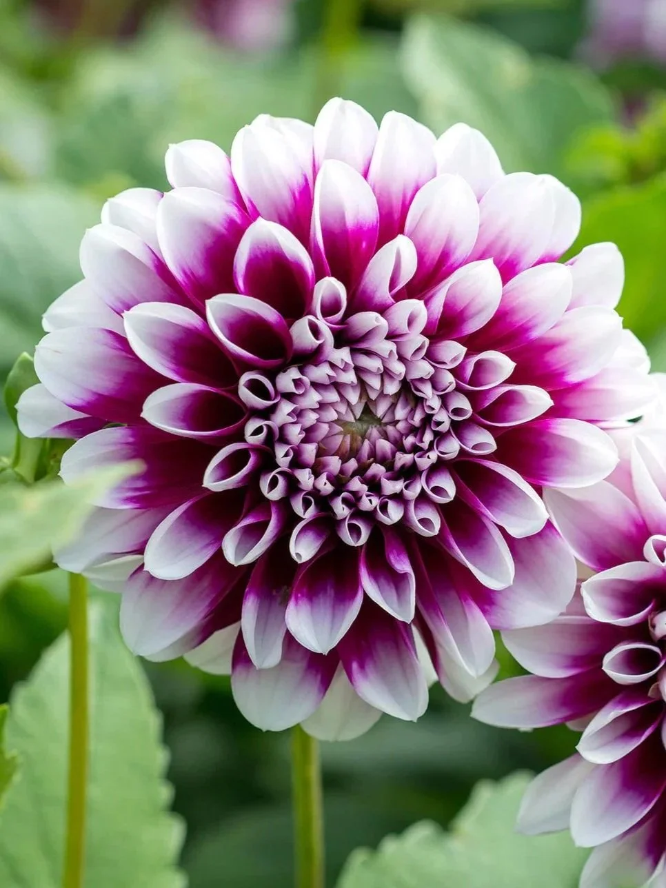 Edinburgh Dahlia Tuber