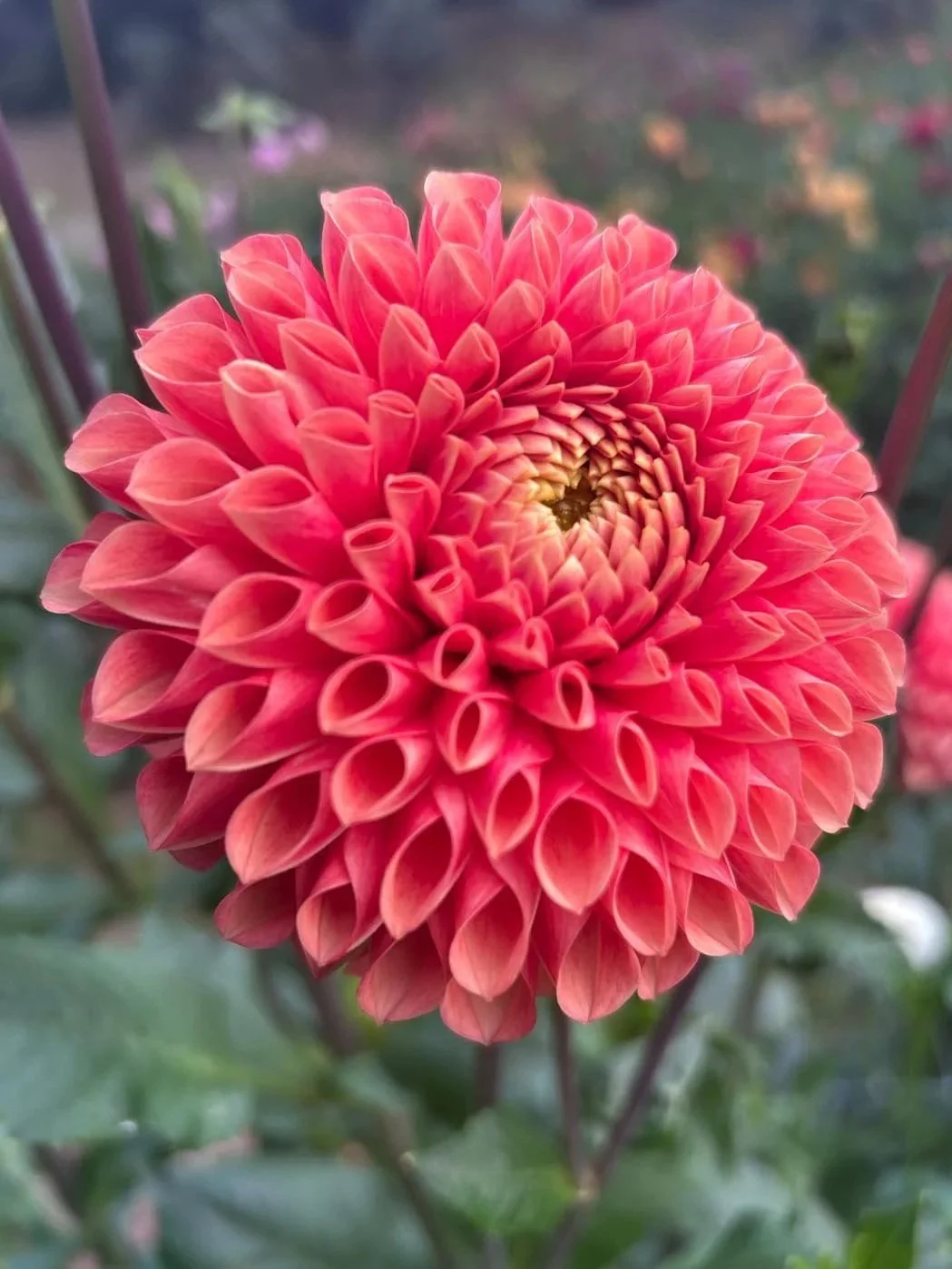 Jowey Linda Dahlia Tuber