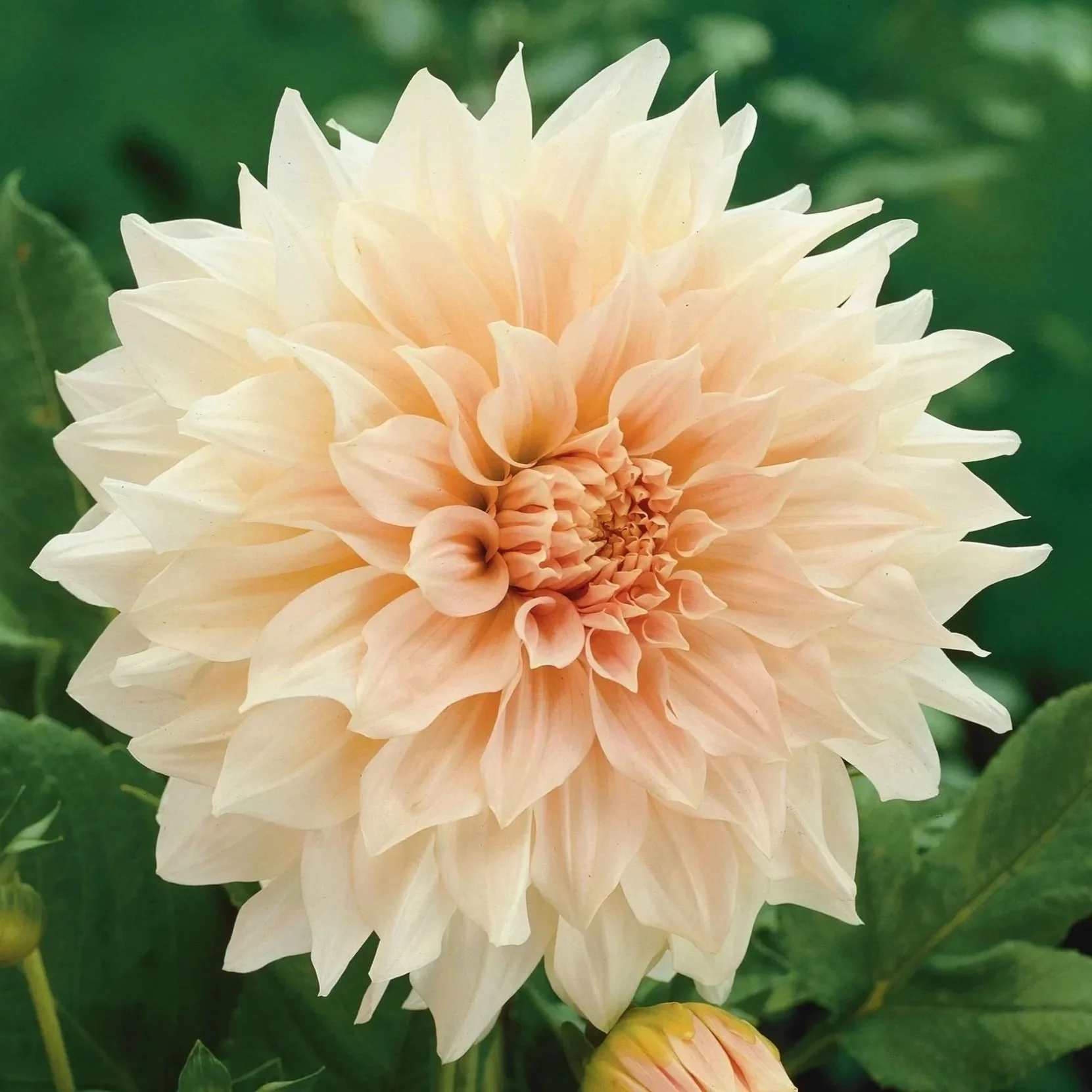 Café au Lait Dahlia Tuber