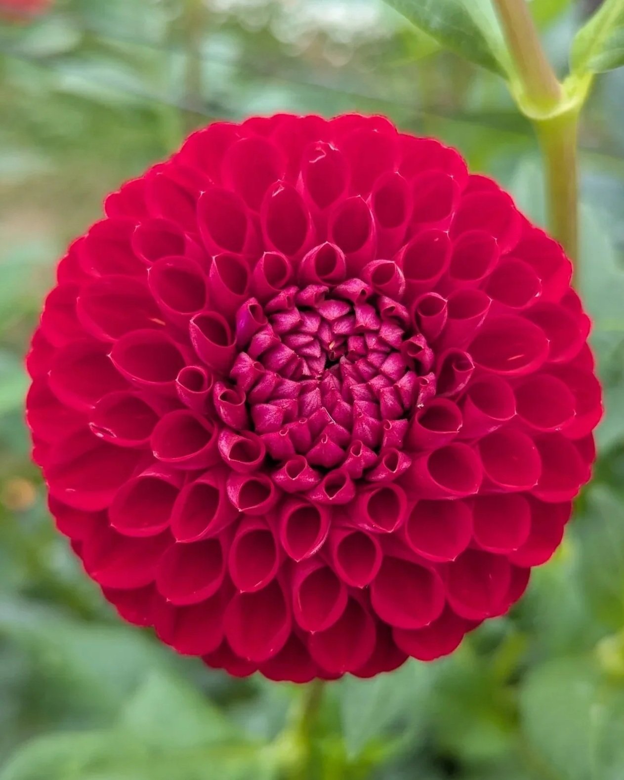 Ken’s Choice Dahlia Tuber