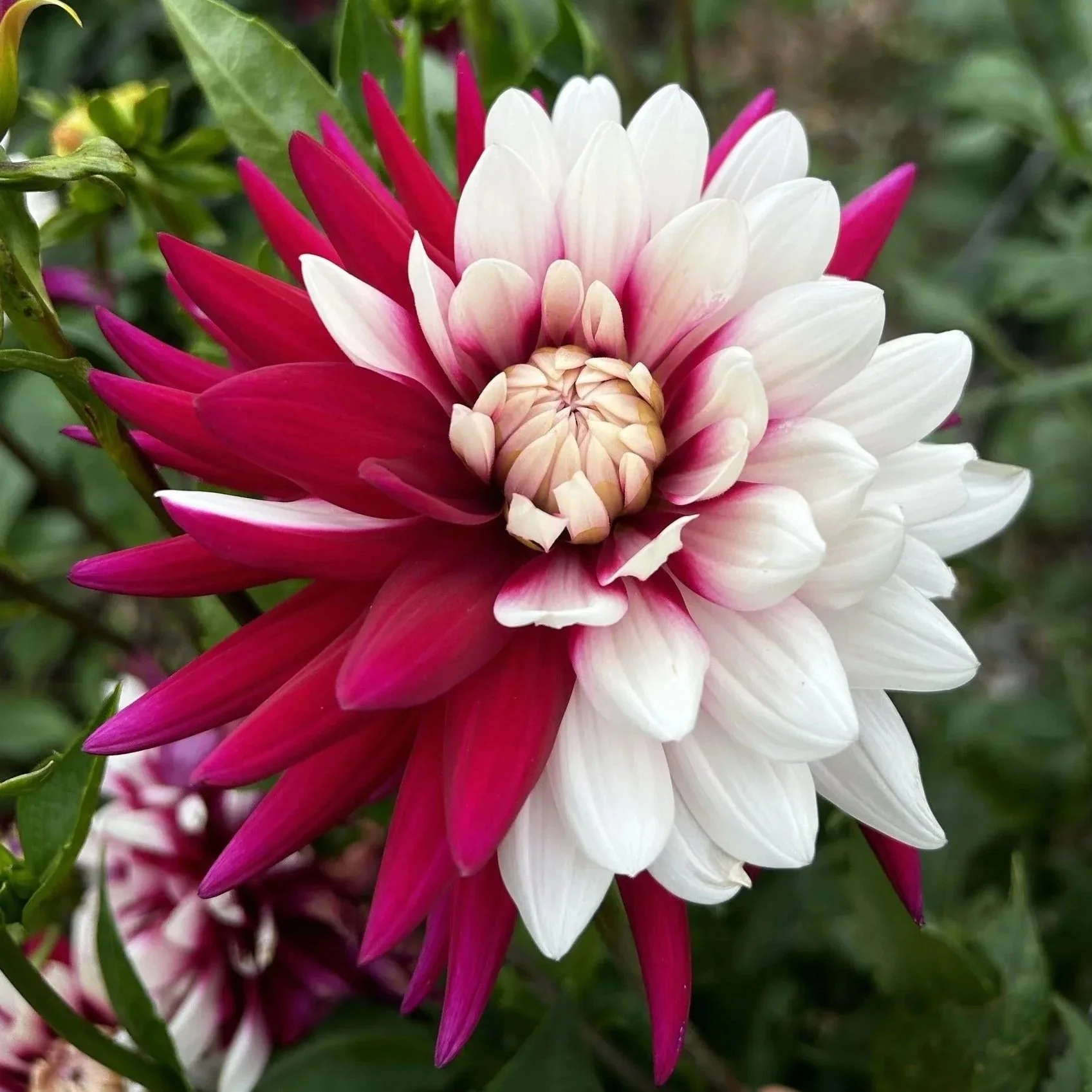 Rebecca’s World Dahlia Tuber