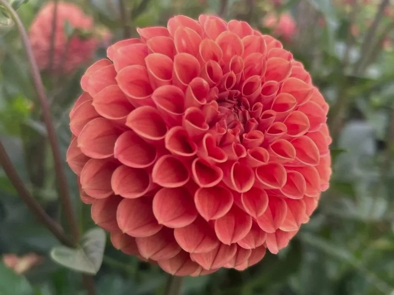 Cornel Bronze Dahlia Tuber