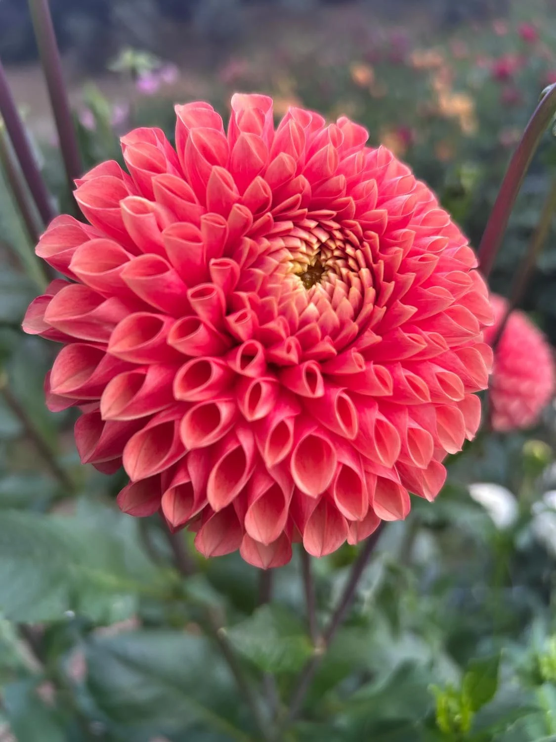 Paiko Botanicals Dahlia Tuber - Jowey Linda $15.jpg