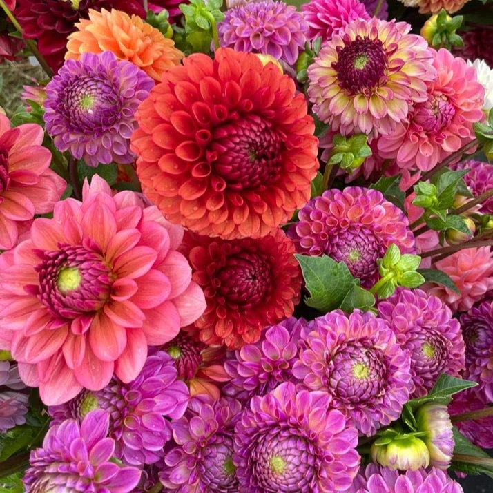 Lucky Dip Dahlia Tubers (x 2)
