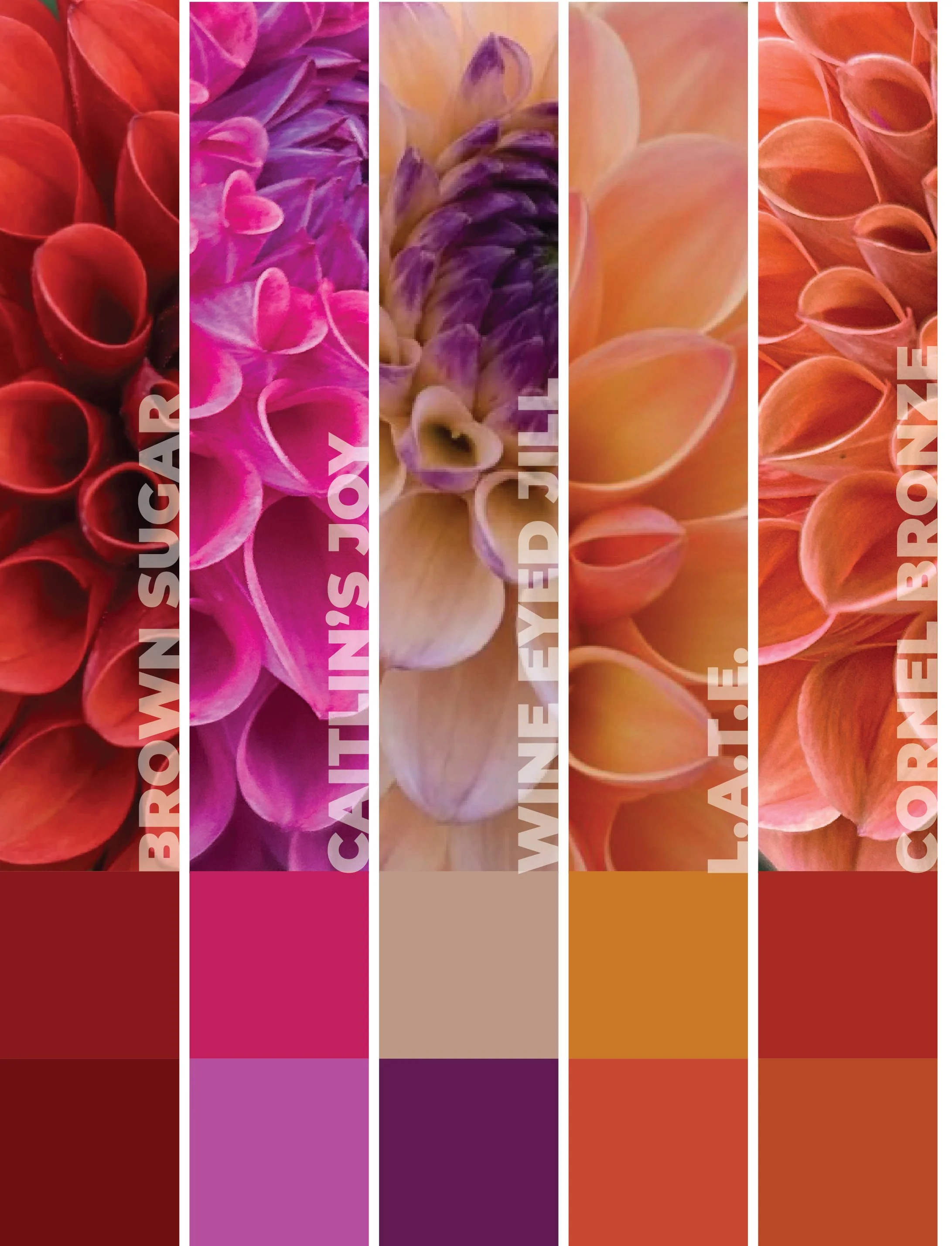 Piako Botanicals Growers Collection