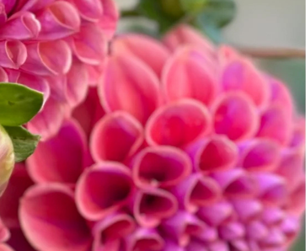 Close-up of pink and purple dahlia flowers with green leaves.