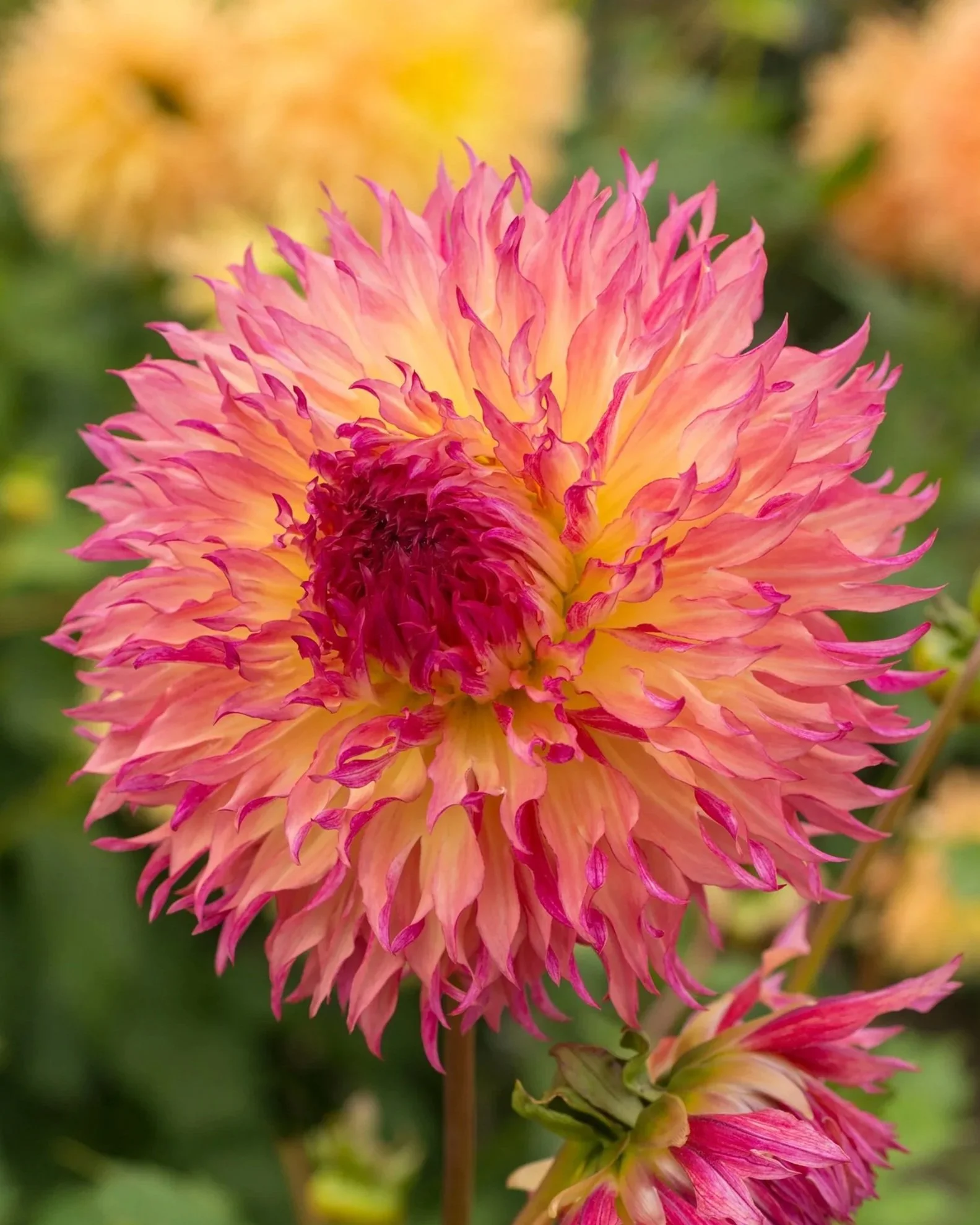 Myrtle’s Folly Dahlia Tuber