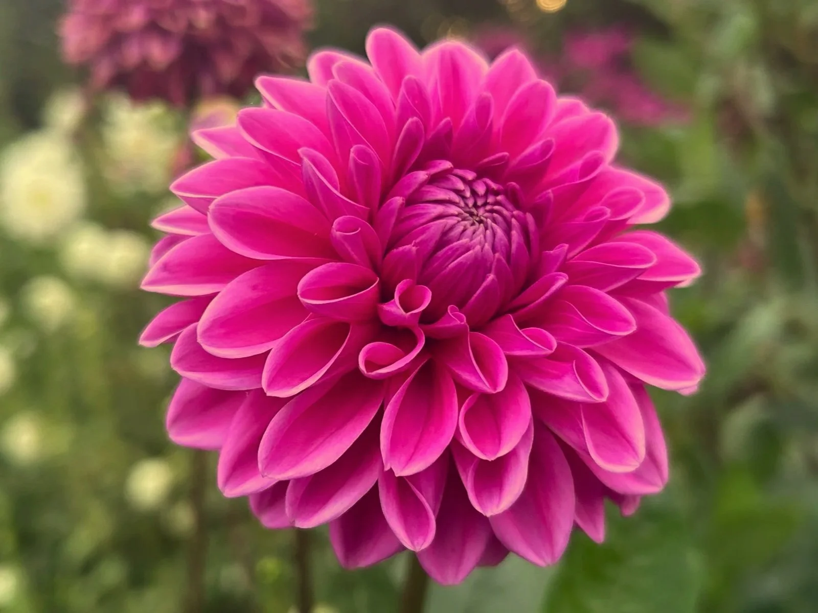 Pink+Sylvia.jpg