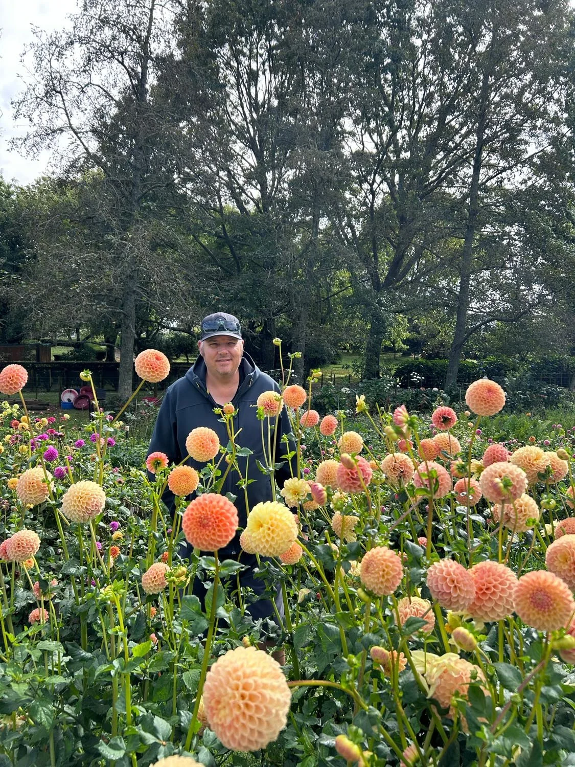 A man standing in a garden filled with orange and pink dahlias, with trees and a wooden fence in the background.
