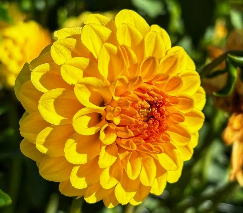 Golden Scepter Dahlia Tuber