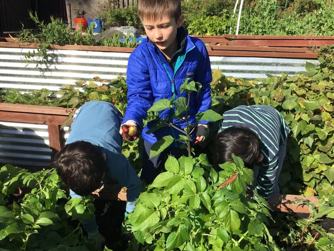 Three children harvesting potatoes from garden beds, surrounded by green plants and wooden borders, on a sunny day.