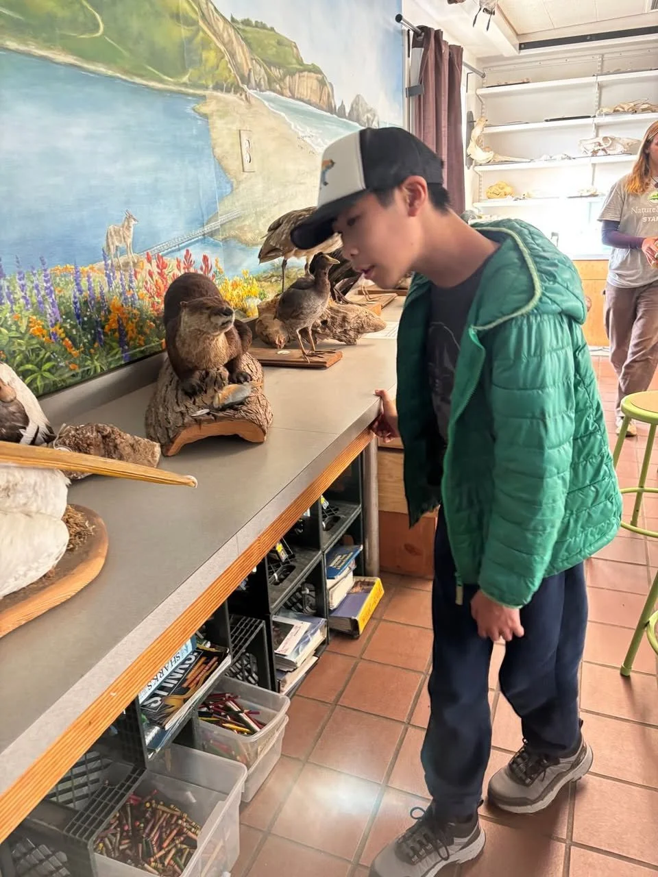 A young boy in a green jacket and gray cap is looking at mounted animal displays on a counter inside a museum or exhibit. The displays include taxidermy animals such as a bird and a meerkat. There is a colorful mural of a mountain landscape with flowers and a lake in the background.