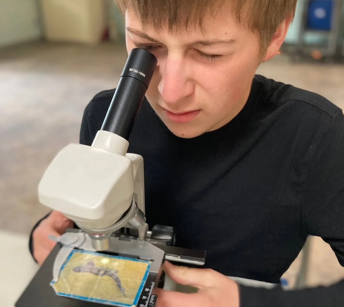 Young man using a microscope to examine a small dinosaur fossil.