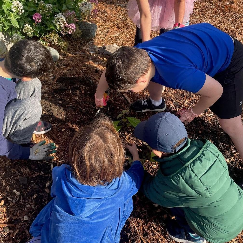 Children planting a small bush or tree in a garden with flowers and mulch.