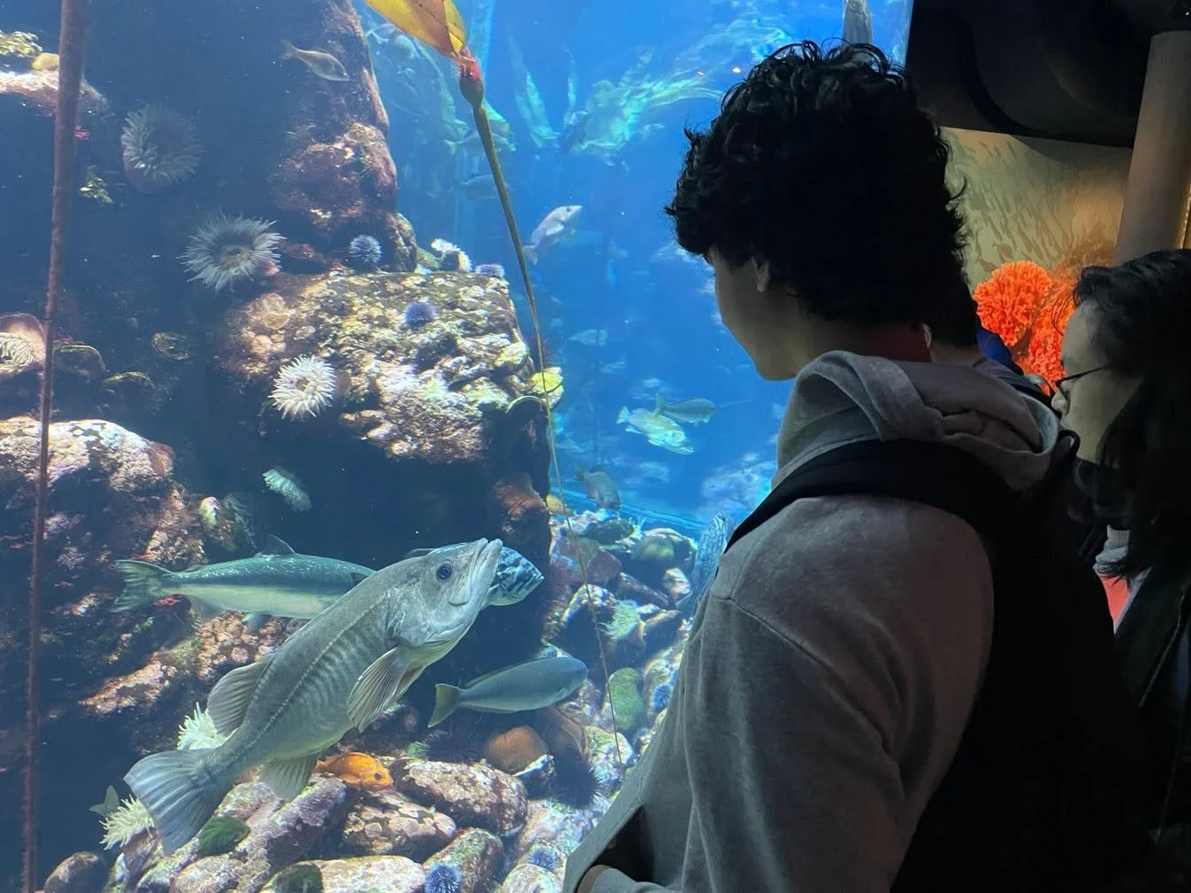 People observing fish and coral in an aquarium tank.